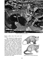 Rabbits and Possums in New Zealand